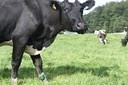 dairy_farmer_unrest