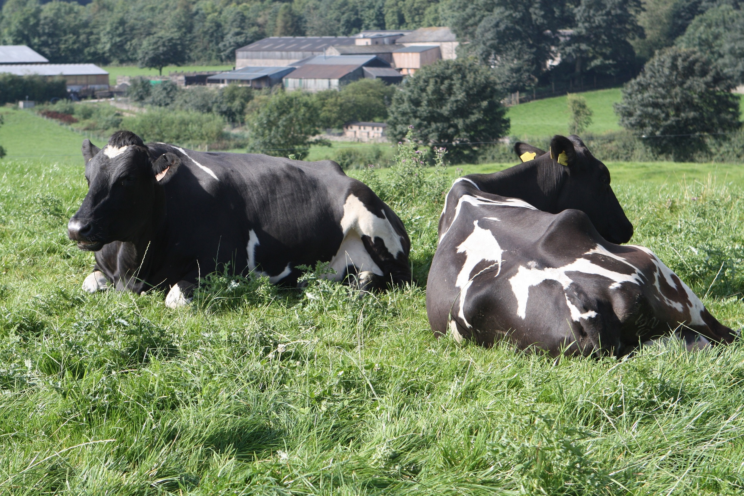Low Sizergh Farm, in South Cumbria - a finalist in the Soil Association's 2021 Best of Organic Market (BOOM) Awards. Organic farm - Low Sizergh Farm dairy herd